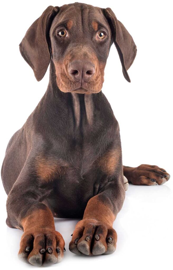 Dobermann pup