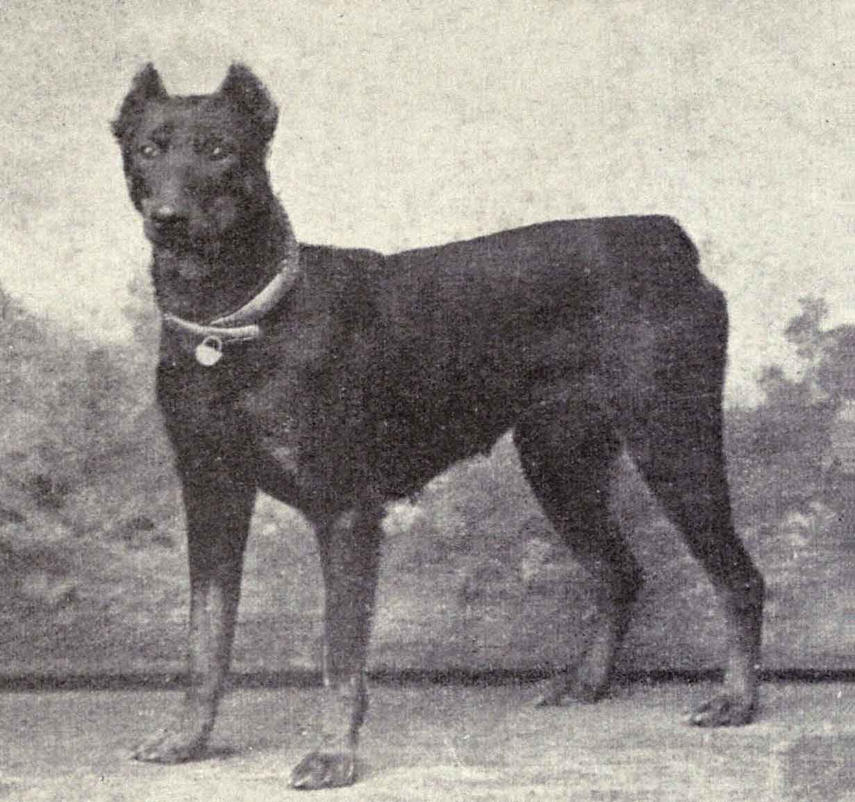 Een Dobermann uit 1915